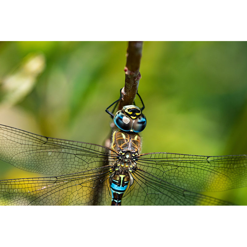 Ταπετσαρία Dragonfly